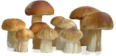 mushrooms